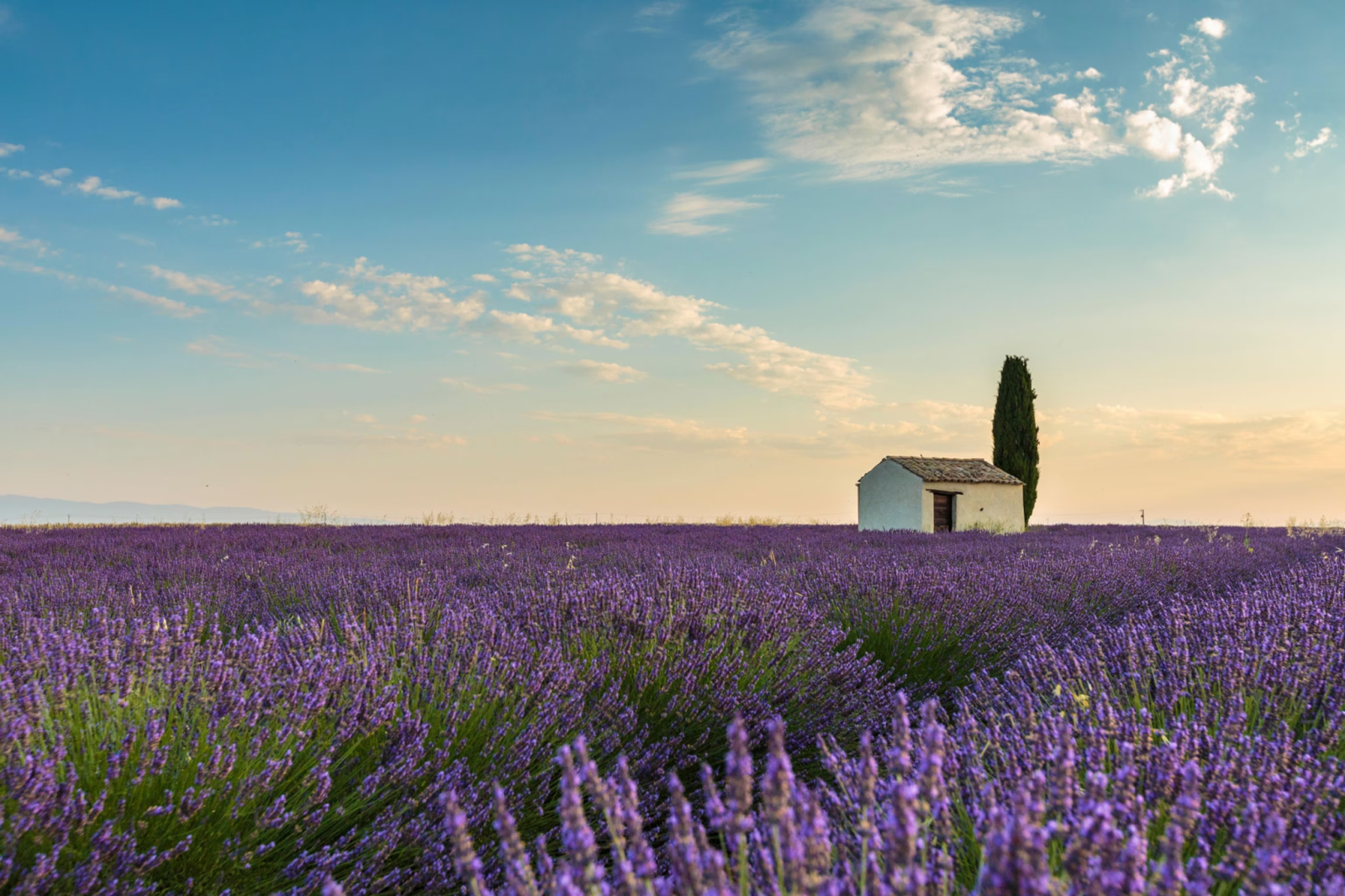 Mùa Hoa Tím Thổ Nhĩ Kỳ - Điểm Hẹn Lavender Đẹp Nhất Mùa Hè 2026 